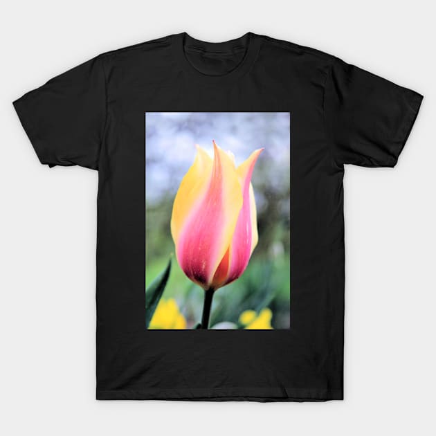 Candy colored single tulip macro T-Shirt by WesternExposure